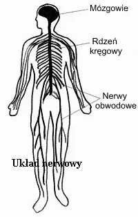 Zdjęcie z galerii