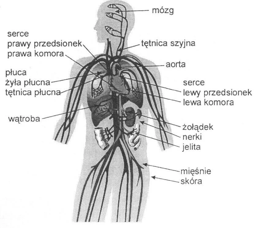 Zdjęcie z galerii